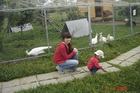 Парк птиц. Белые павлины.